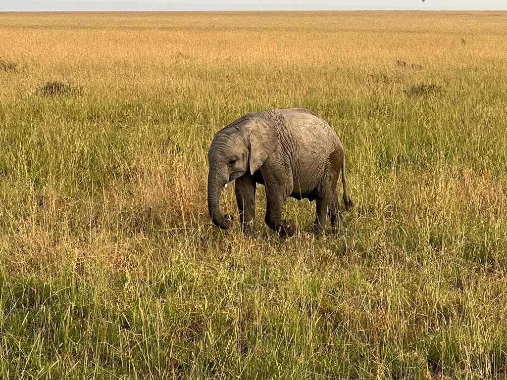 Wildlife on the Maasai Mara plains